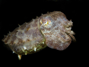sepia latimanus by night by Alex Varani 